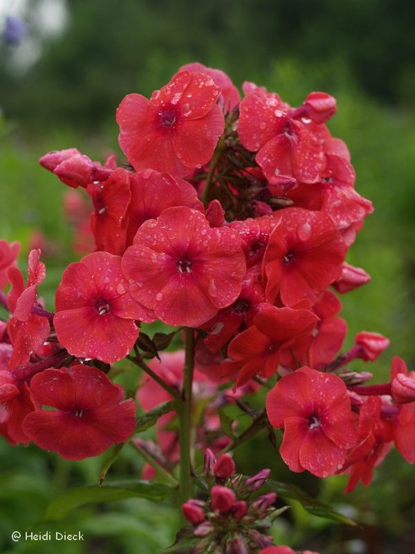 Phlox paniculata 'Juliglut'